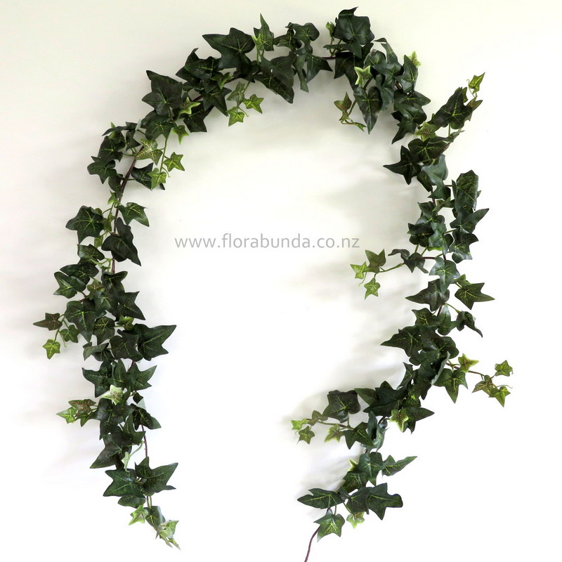 vines of Ivy