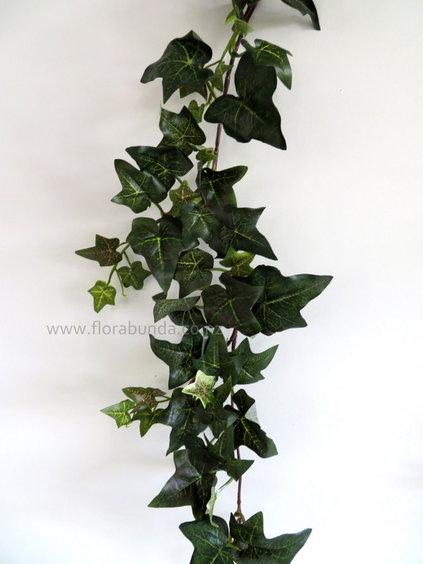 Ivy vine