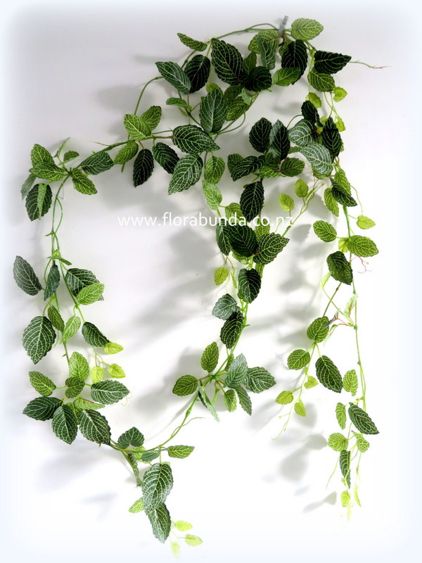 Long hanging fittonia garland plant