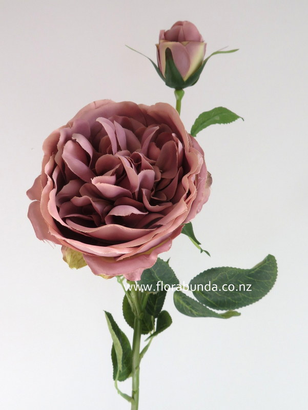vintage pink mushroom open garden rose