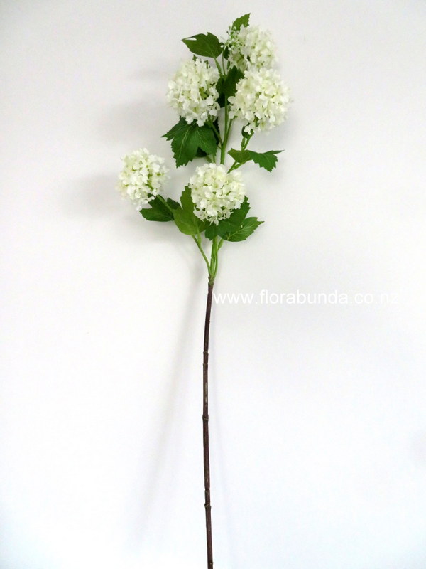 Viburnum white round flowers
