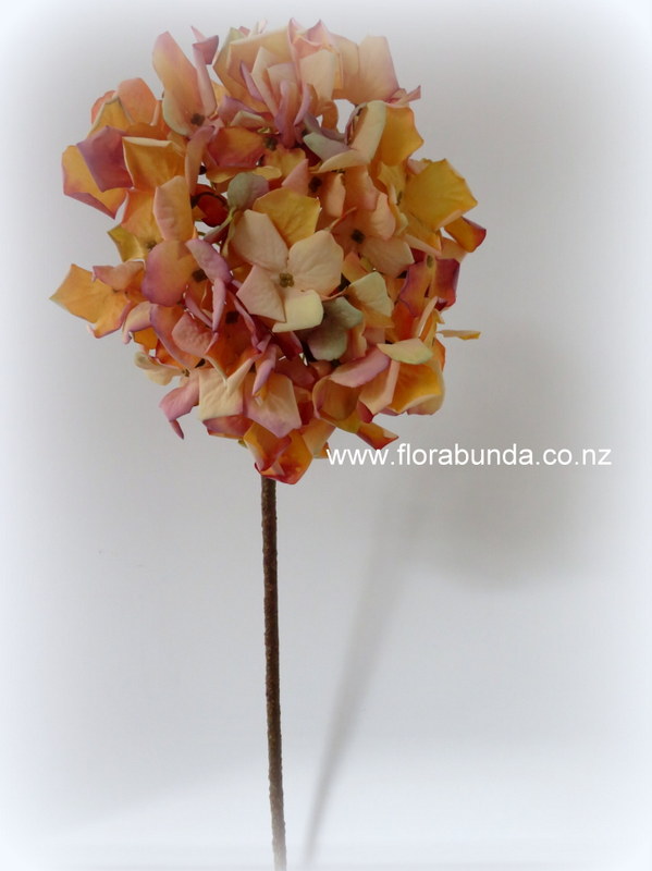 Big dried hydrangea flowers