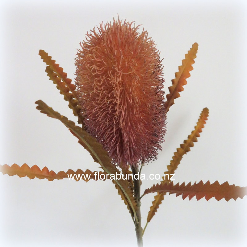 Bankxia flower brown tan