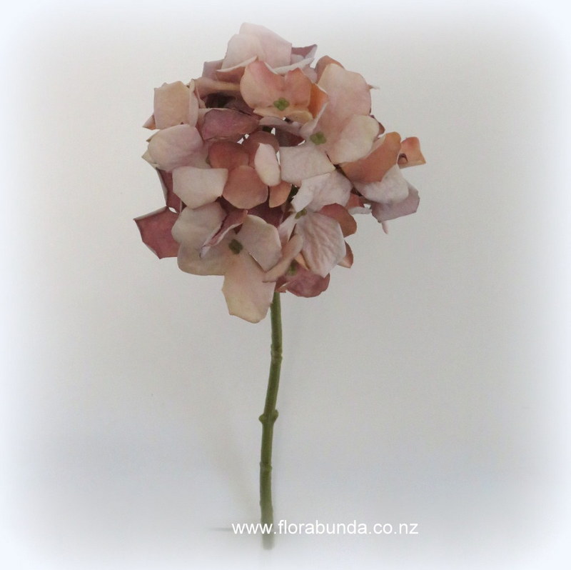 Dried hydrangea coffee natural colour
