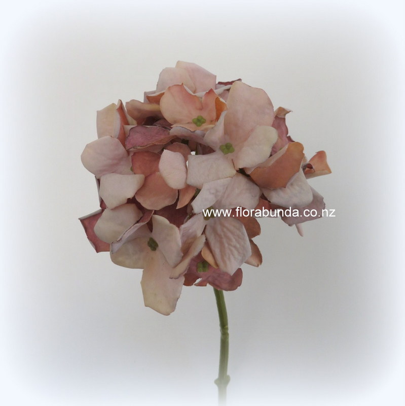 dried flowers hydrangea pink brown