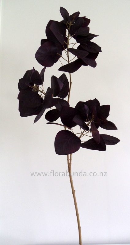Smoke tree large stem brownish plum coloured leaves - Image 2