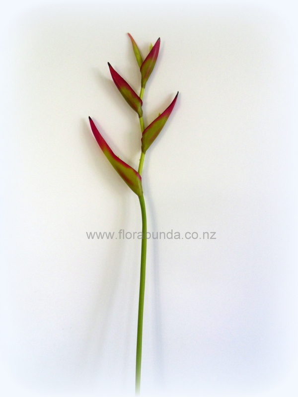 Red and Green Small Heliconia - Image 2
