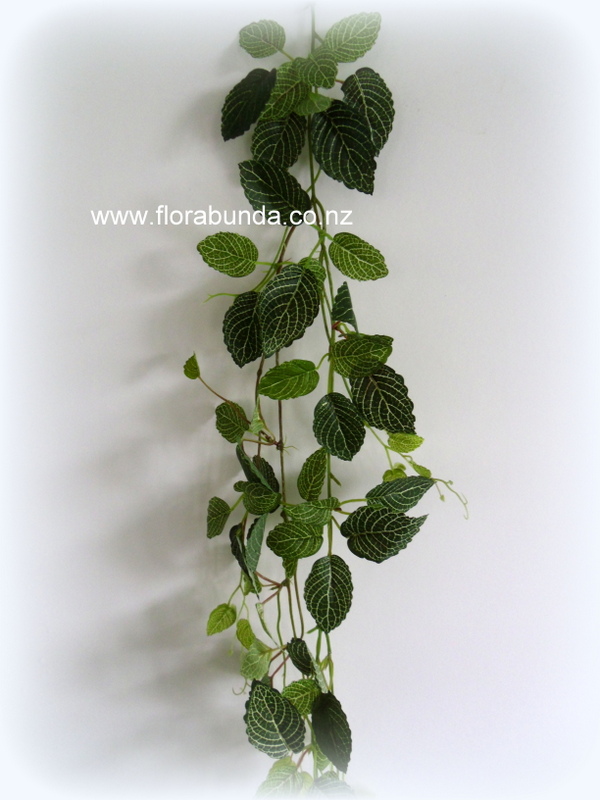 Long hanging fittonia garland plant - Image 3