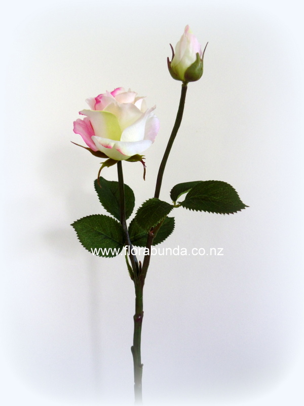 White pink edged darling opening rose and bud - Image 2