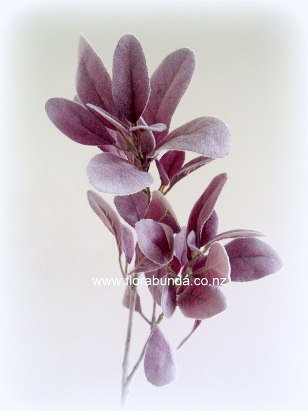 Lambs ear leaves dusky purple aubergine