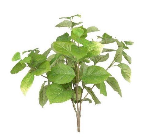 Large Hydrangea Leaf Bush